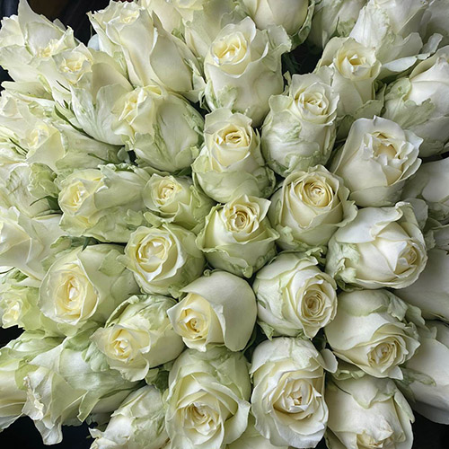 живе фото товару "101 імпортна біла троянда"
