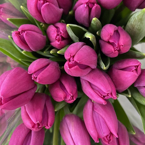 квіти та подарунки на 8 Березня в категорії 8 Березня | «Роза Львів»